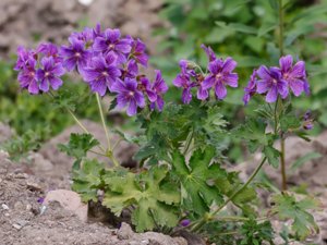 Geranium × magnificum - Purple Crane's-bill - kungsnäva