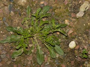 Scaevola aemula - Fairy Fan-flower - femtunga