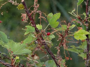 Ribes rubrum - Red Currant - trädgårdsvinbär