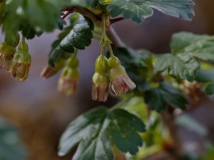 Ribes uva-crispa - Gooseberry - krusbär