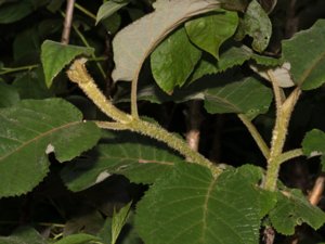 Hydrangea aspera - Rough-leaved Hydrangea - strävhortensia