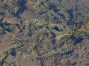 Elodea canadensis - Canadian Waterweed - vattenpest