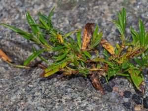 Hypericum densiflorum - Bushy St John's-wort - rosmarinhyperikum