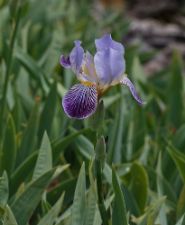 Iris germanica - Bearded Iris - trädgårdsiris