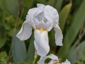 Iris pallida - Sweet Iris - silveriris