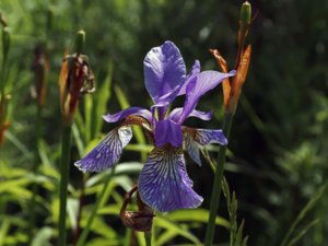 Iris sibirica - Siberian Iris - strandiris