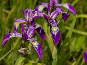 Iris versicolor - Purple Iris - brokiris