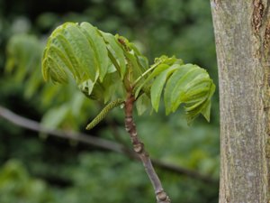 Pterocarya fraxinifolia - Caucasian Wingnut - kaukasisk vingnöt