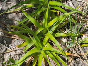 Luzula sylvatica - Great Wood-rush - storfryle