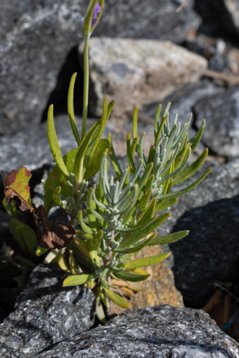 Lavandula_angustifolia-3768 Öckerö, Boh 20190717