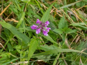 Stachys palustris - Marsh Woundwort - knölsyska