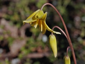 Erythronium tuolumnense - Tuolumne Fawn-lily - gul hundtandslilja