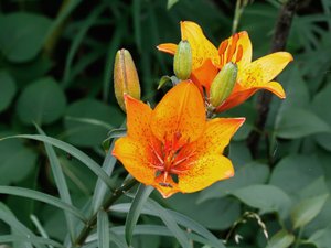 Lilium bulbiferum - Orange-lily - brandlilja