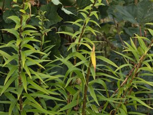 Lilium lancifolium - Tiger Lily - tigerlilja