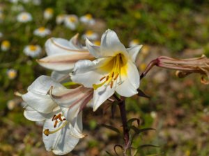 Lilium regale - Royal Lily - kungslilja