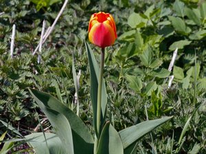 Tulipa gesneriana - Garden Tulip - tulpan