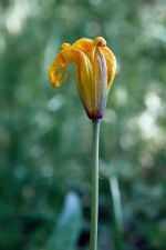 Tulipa sylvestris - Wild Tulip - vildtulpan