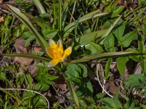 Tulipa tarda - Late Tulip - flocktulpan