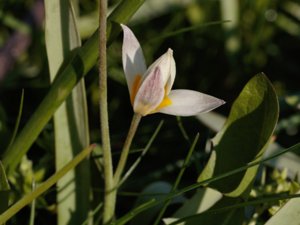 Tulipa turkestanica - Turkestan Tulip - dvärgtulpan