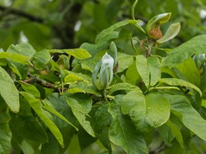 Magnolia × soulangeana - Saucer Magnolia - praktmagnolia