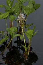 Menyanthes trifoliata - Bogbean - vattenklöver
