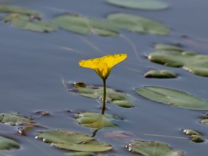 Nymphoides peltata - Fringed Water-lily - sjögull