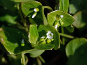 Claytonia perfoliata - Springbeauty - vinterportlak