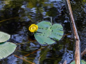 Nuphar lutea - Yellow Water-lily - gul näckros
