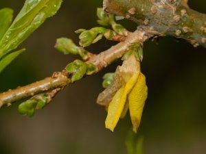 Forsythia suspensa - Golden-bell - hängforsythia
