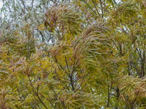 Fraxinus angustifolia - Narrow-leaved Ash - smalbladig ask