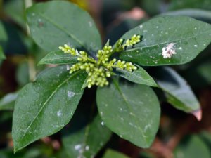 Ligustrum ovalifolium - Garden Privet - bredbladig liguster