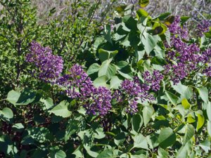 Syringa vulgaris - Lilac - syren