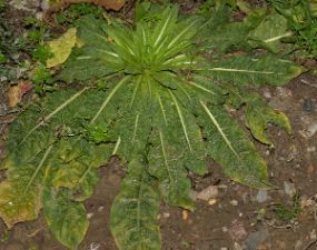 Oenothera biennis × glazioviana