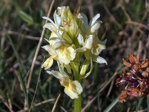 Dactylorhiza sambucina - Elder-flowered Orchid - Adam och Eva