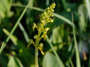 Neottia ovata - Common Twayblade - tvåblad