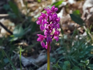 Orchis mascula - Early-purple Orchid - Sankt Pers nycklar