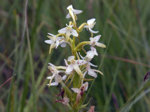 Platanthera bifolia - Lesser Butterfly-orchid - nattviol