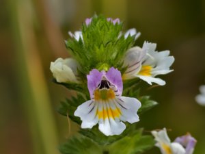Euphrasia officinalis - Large-flowered Sticky Eyebright - läkeögontröst