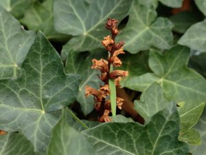 Orobanche hederae - Ivy Broomrape - murgrönssnyltrot
