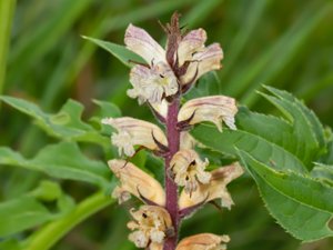 Orobanche reticulata - Thistle Broomrape - tistelsnyltrot