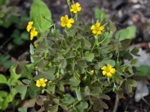 Oxalis corniculata - Procumbent Yellow-sorrel - krypoxalis