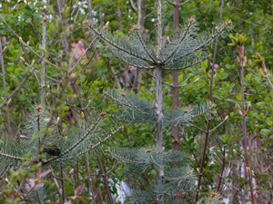 Abies concolor - Colorado White-fir - coloradogran
