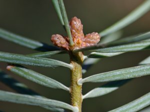 Abies lowiana - Low's White-fir - oregongran