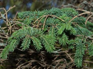 Picea × lutzii - Lutz's Spruce - hybridgran
