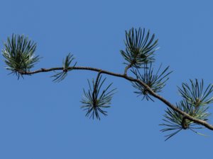 Pinus banksiana - Jack Pine - banksianatall