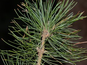 Pinus cembra - Arolla Pine - cembratall