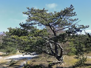 Pinus nigra - Austrian Pine - svarttall