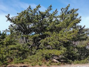 Pinus rigida - Northern Pitch-pine - styvbarrig tall