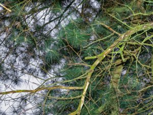 Pinus strobus - Weymouth Pine - weymouthtall