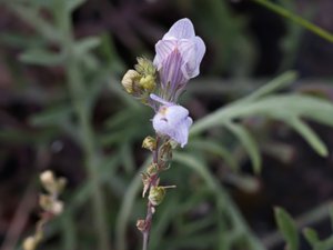 Linaria repens - Pale Toadflax - strimsporre